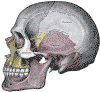 anatomy of the nose side view